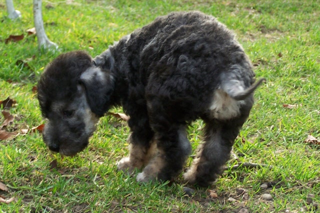 Ar-cen-ciel Arlequin 24.02 (4).JPG